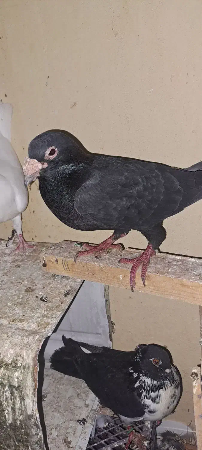 کبوتر|پرنده|خاش, |دیوار