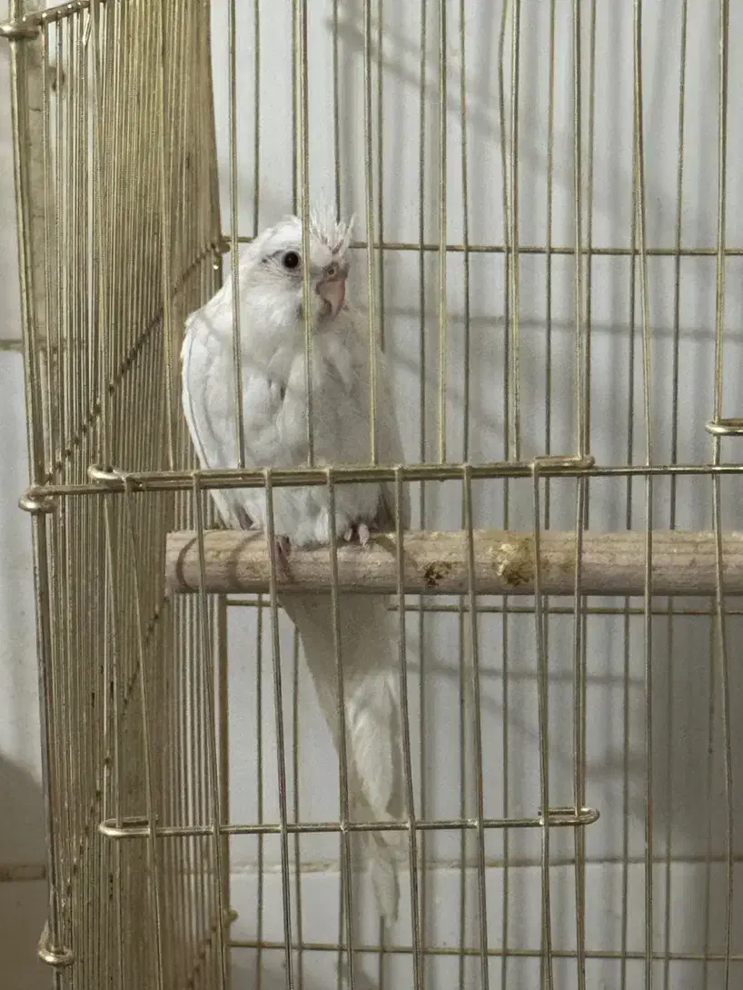 عروس هلندی|پرنده|قم, بکایی|دیوار