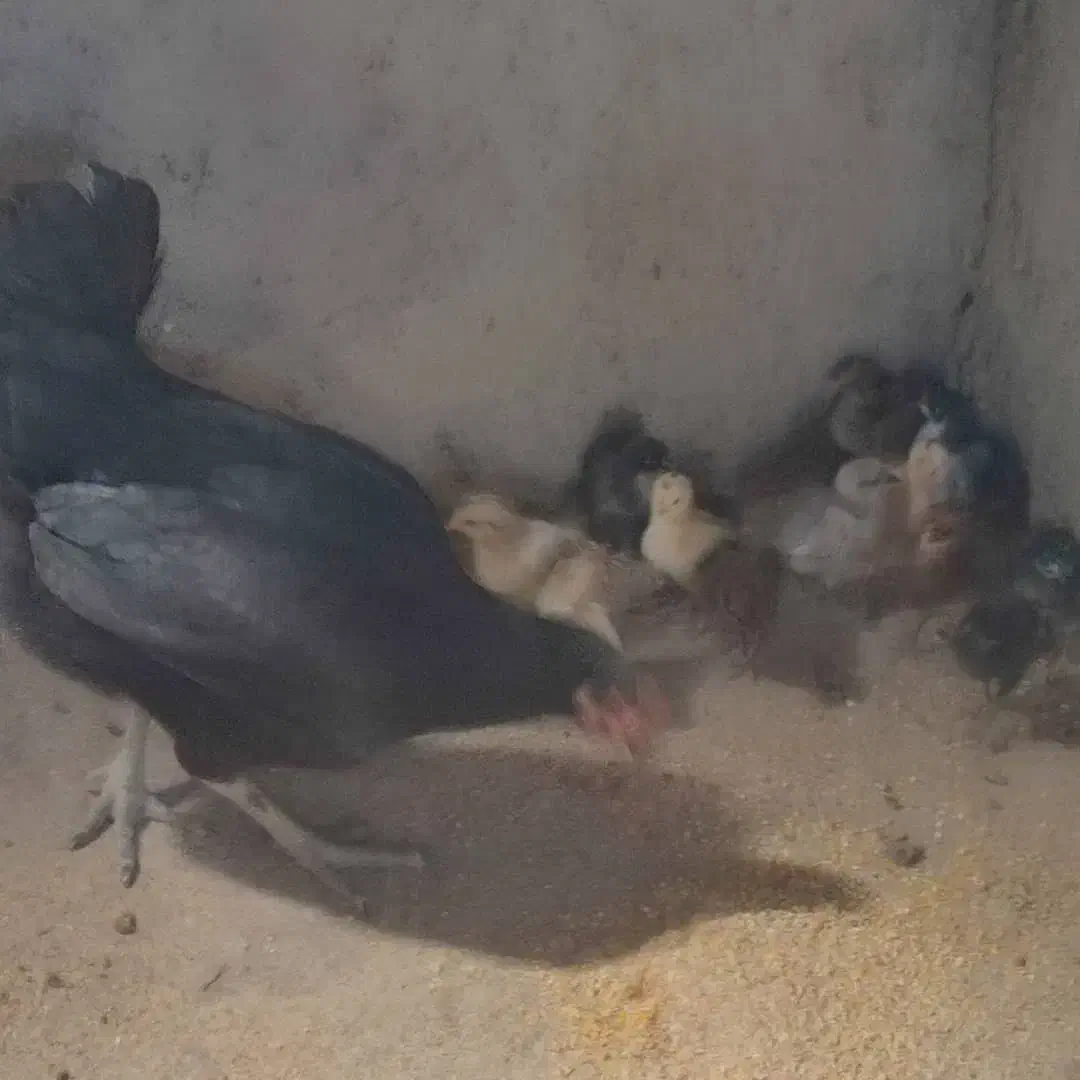 مرغ جوجه دار|حیوانات مزرعه|شبانکاره, |دیوار