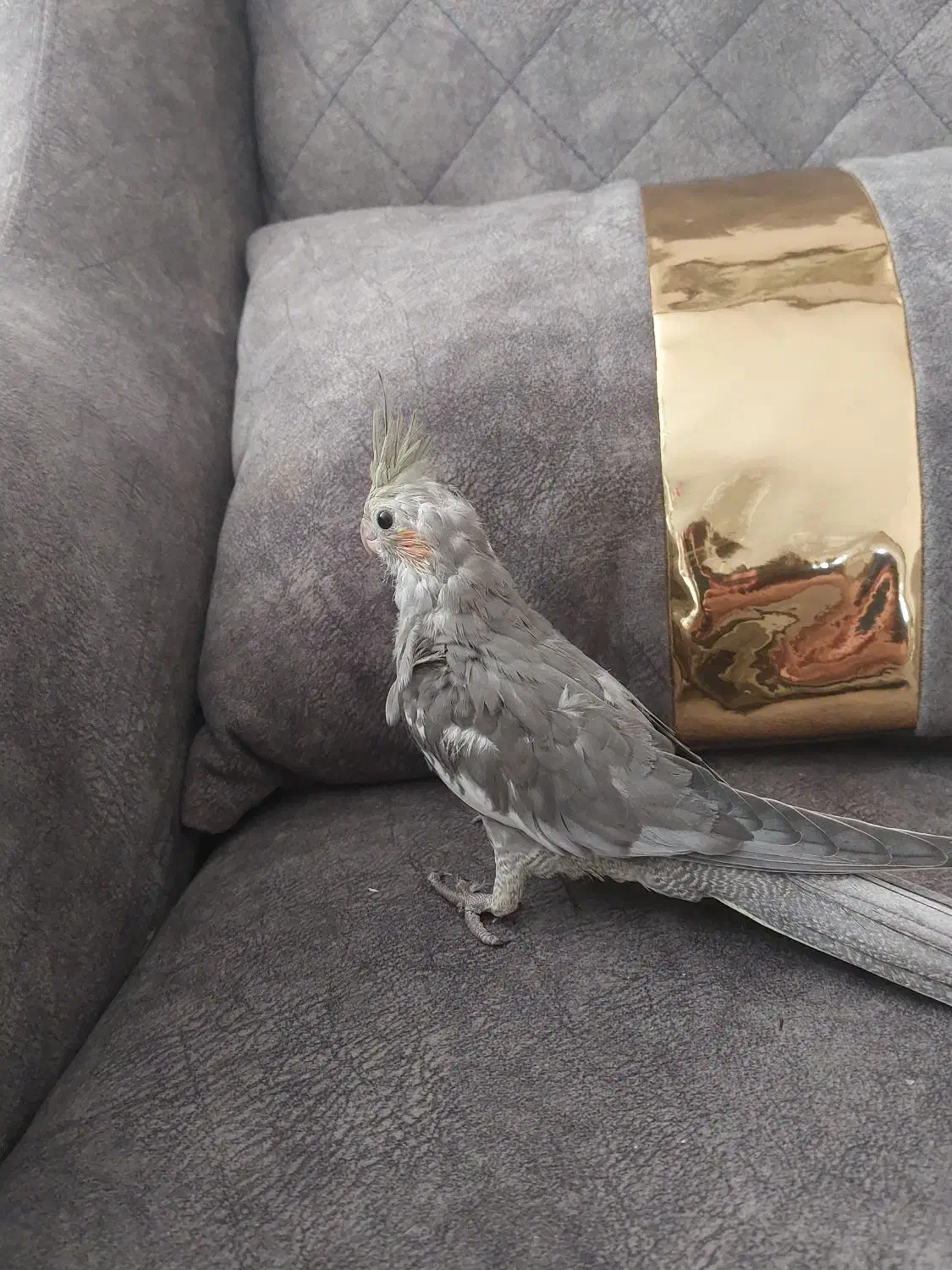 دو عروس هلندی|پرنده|اشتهارد, |دیوار