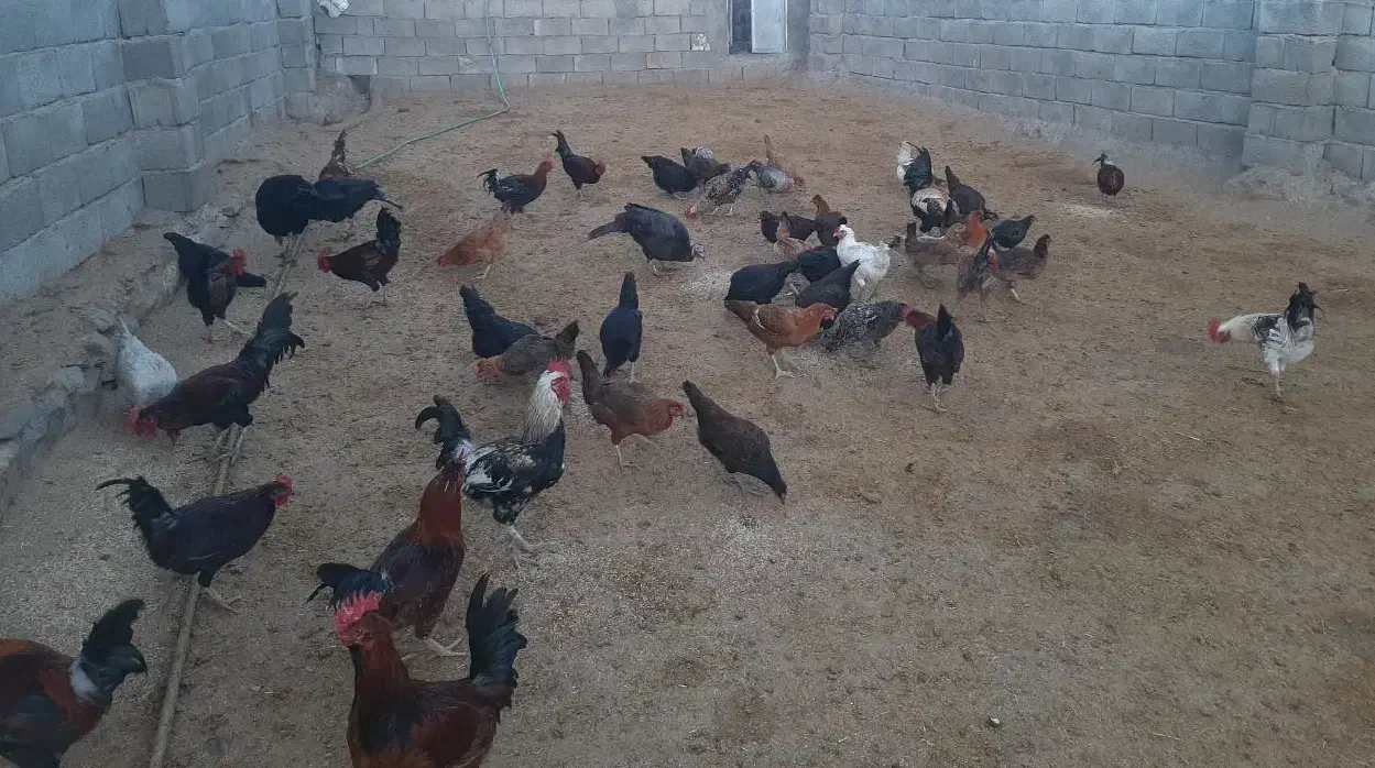 تخم مرغ نطفه دار|حیوانات مزرعه|کرمانشاه, |دیوار