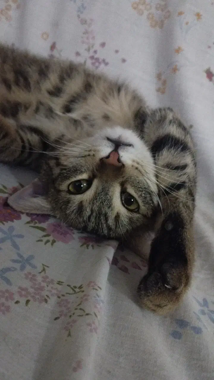 گربه گم شده|حیوانات|شیروان (خراسان), |دیوار