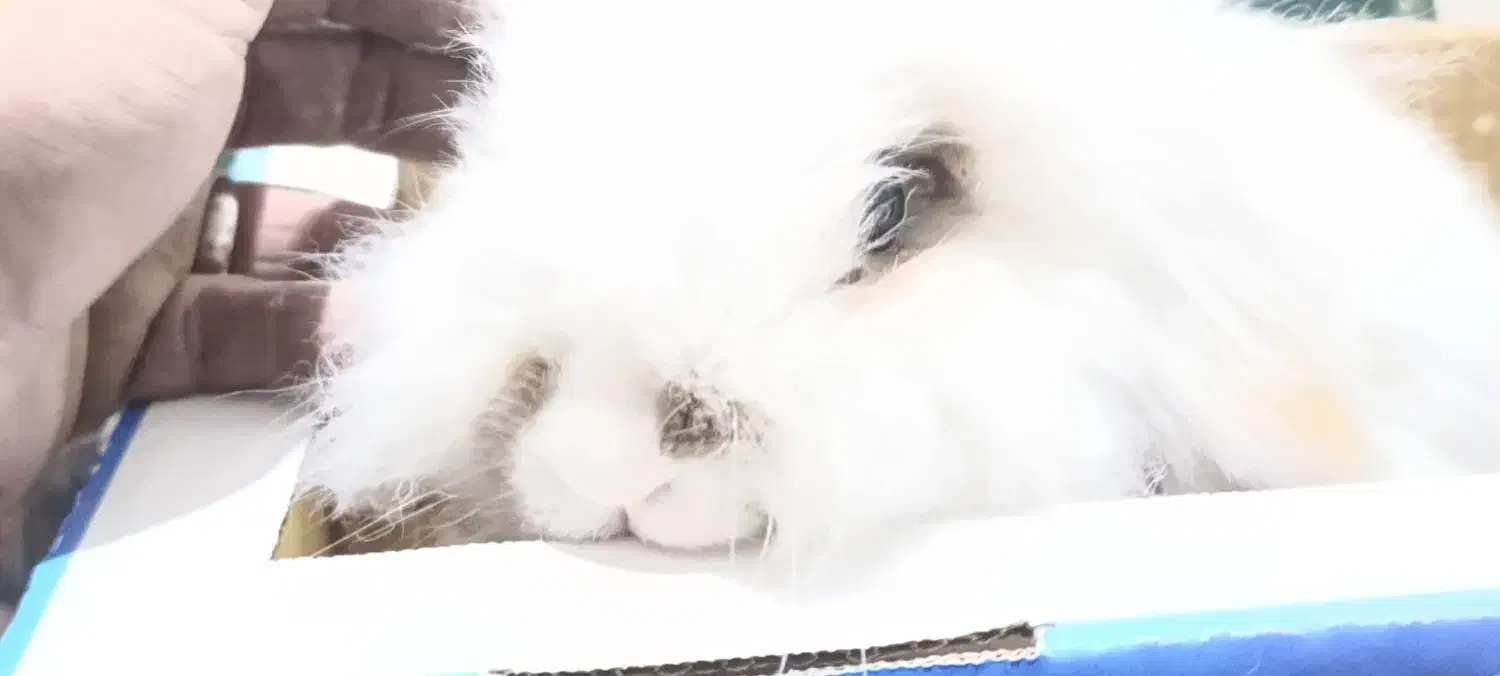 خرگوش لوپ هندی بازیگوش|موش و خرگوش|ایلام, |دیوار