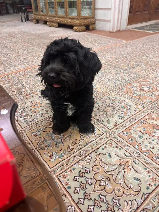 واگذاری سگ تریر ماده|سگ|تهران, افسریه شمالی|دیوار