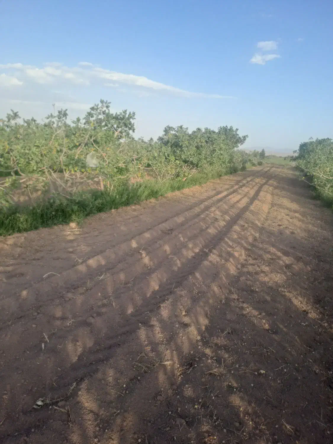 زمین پسته ای راین فیض اباد|فروش دفتر صنعتی، کشاورزی، تجاری|راین, |دیوار
