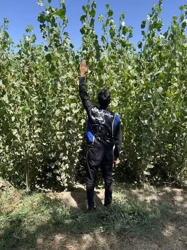 ارائه وتولیدنهال سپیدار|خدمات باغبانی و درختکاری|شاهین دژ, |دیوار