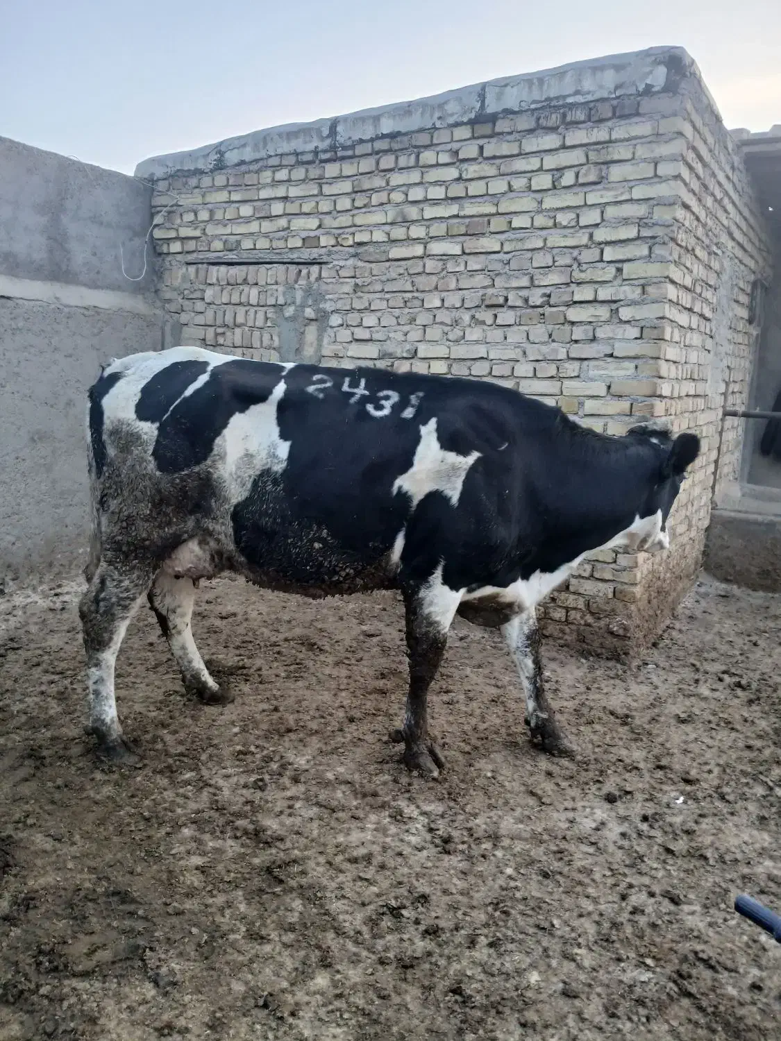 گاو هلشتاین|حیوانات مزرعه|بشاریات, |دیوار