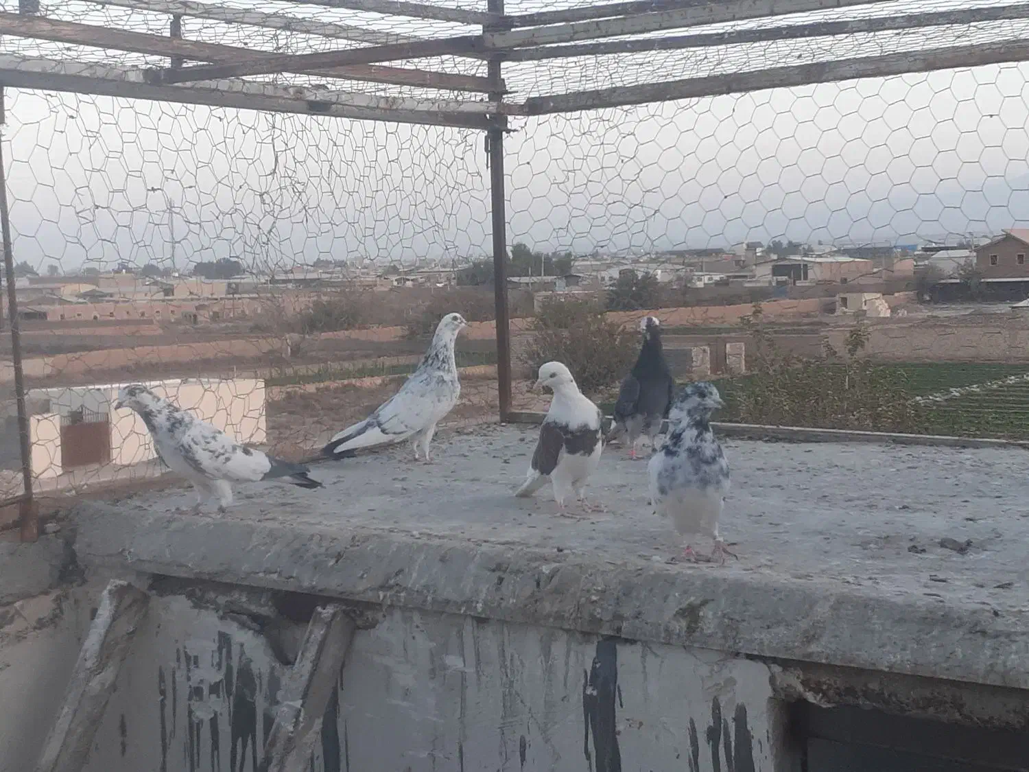 کفتر|پرنده|کاشان, دشت لتحر|دیوار