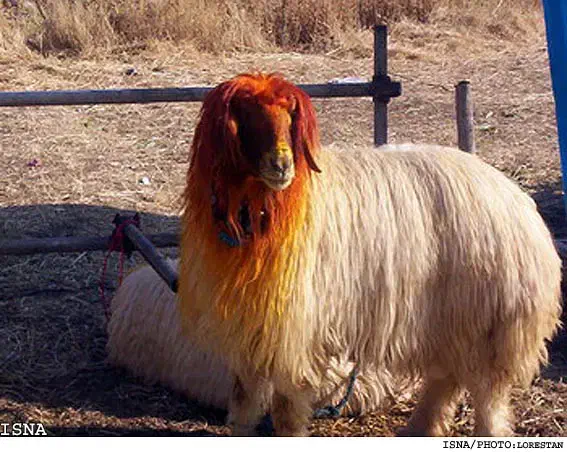 8راس بره دوه ری/انجیره|حیوانات مزرعه|آبدانان, |دیوار