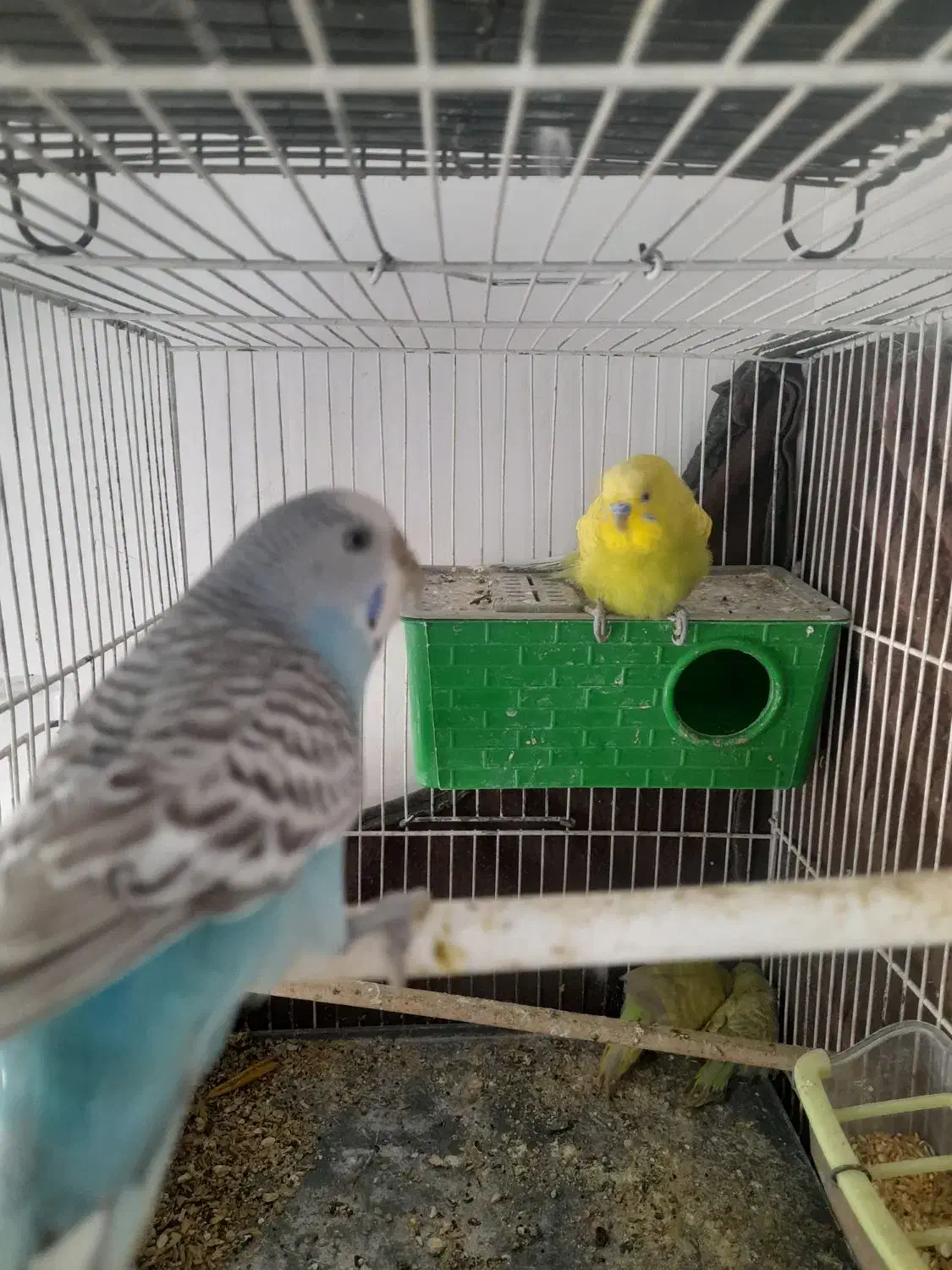 جفت مرغ عشق مولدهمراهباجوجه وجفت عروس لوتینوباتخم|پرنده|مشهد, کشف|دیوار