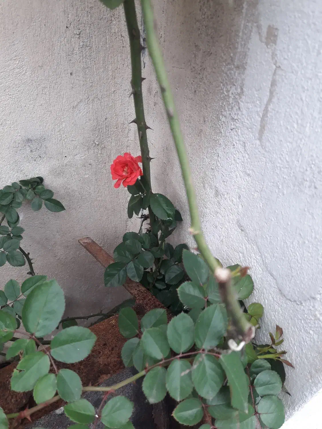 اجاره سوییت دربست|اجارهٔ آپارتمان|پرهسر, |دیوار