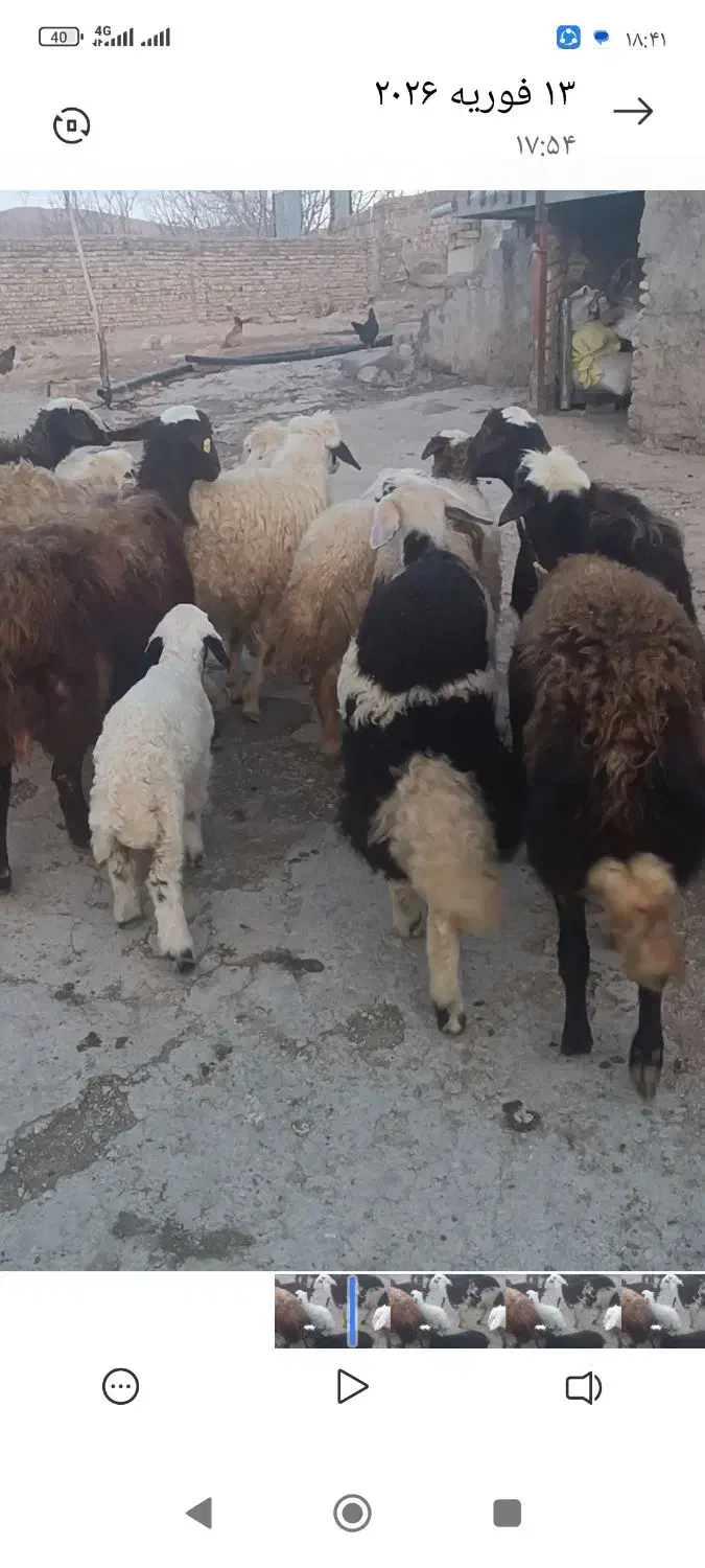 بره نر|حیوانات مزرعه|بیرانوند, |دیوار