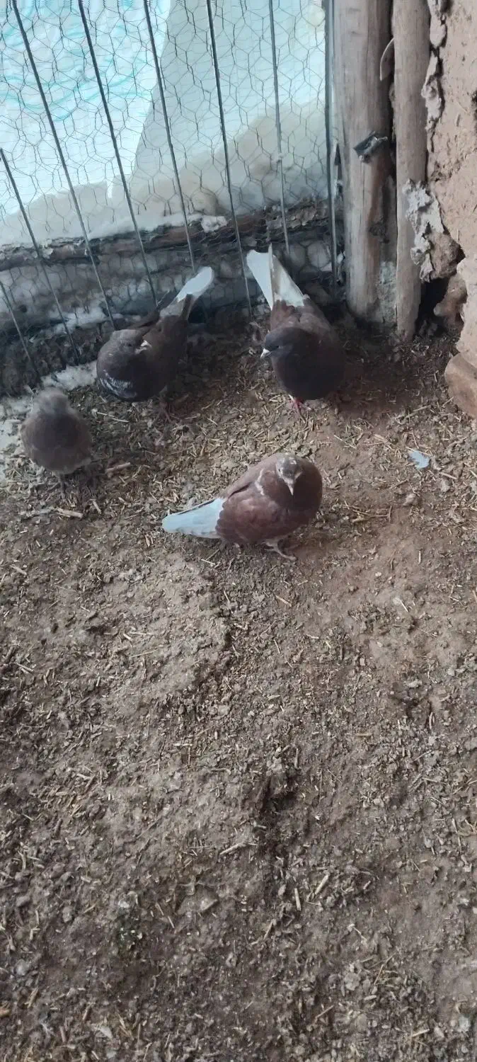 کفتر|پرنده|سلطانیه, |دیوار