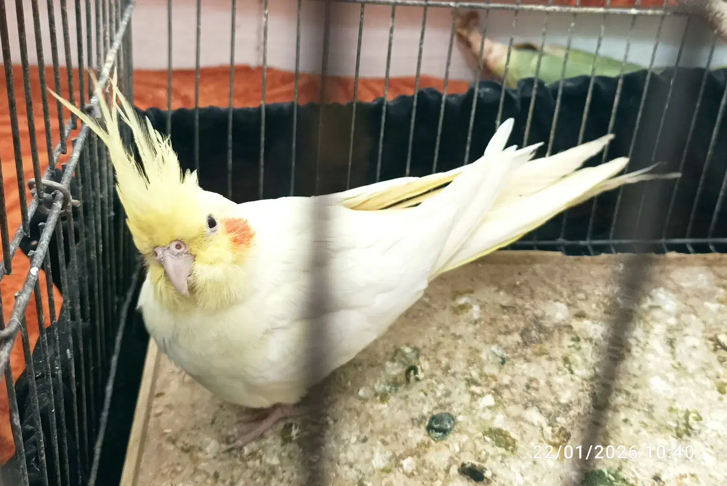 فروش‌عروس‌هلندی|پرنده|بافق, |دیوار