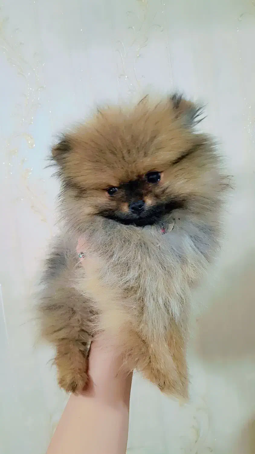 سگ پامر|سگ|محمدشهر, کوی بهار|دیوار