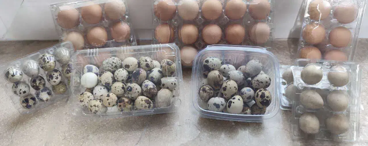 تخم مرغ محلی وبلدرچین|خوردنی و آشامیدنی|مشهد, عامل|دیوار