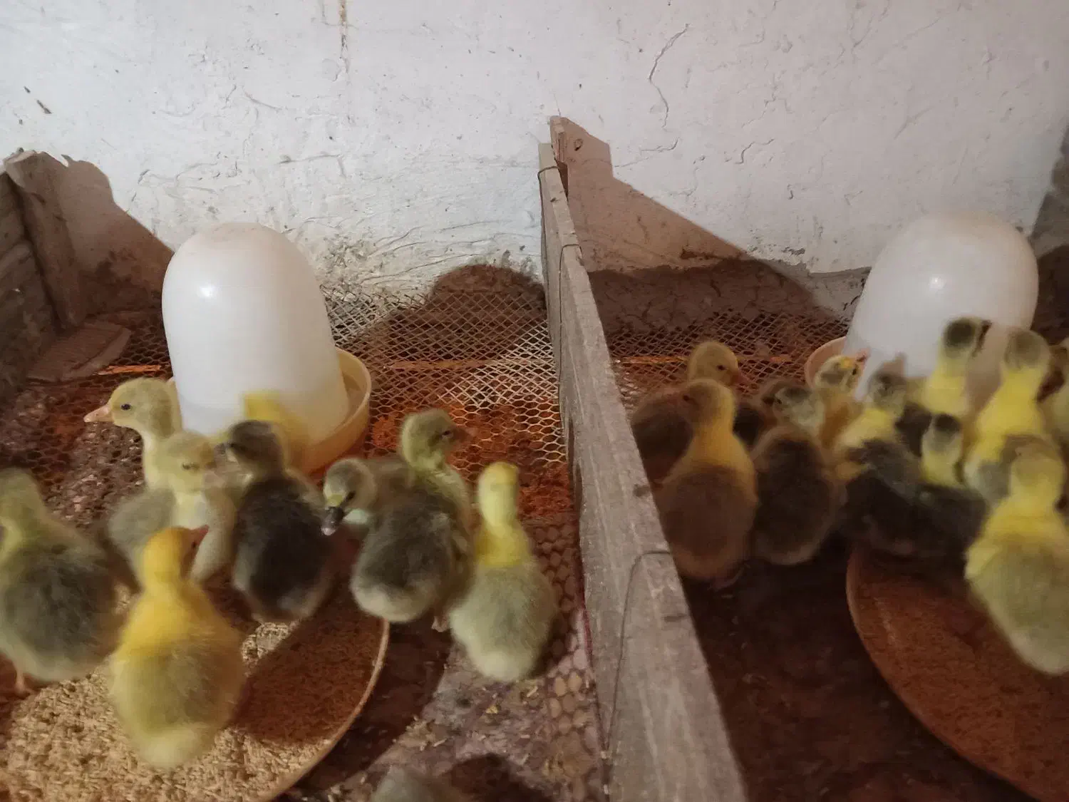 جوجه غاز|حیوانات مزرعه|آق قلا, |دیوار