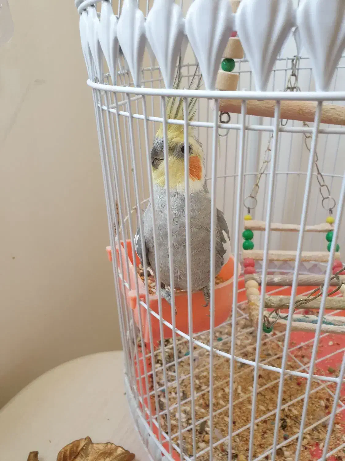 عروس هلندی|پرنده|مشهد, رضاییه|دیوار