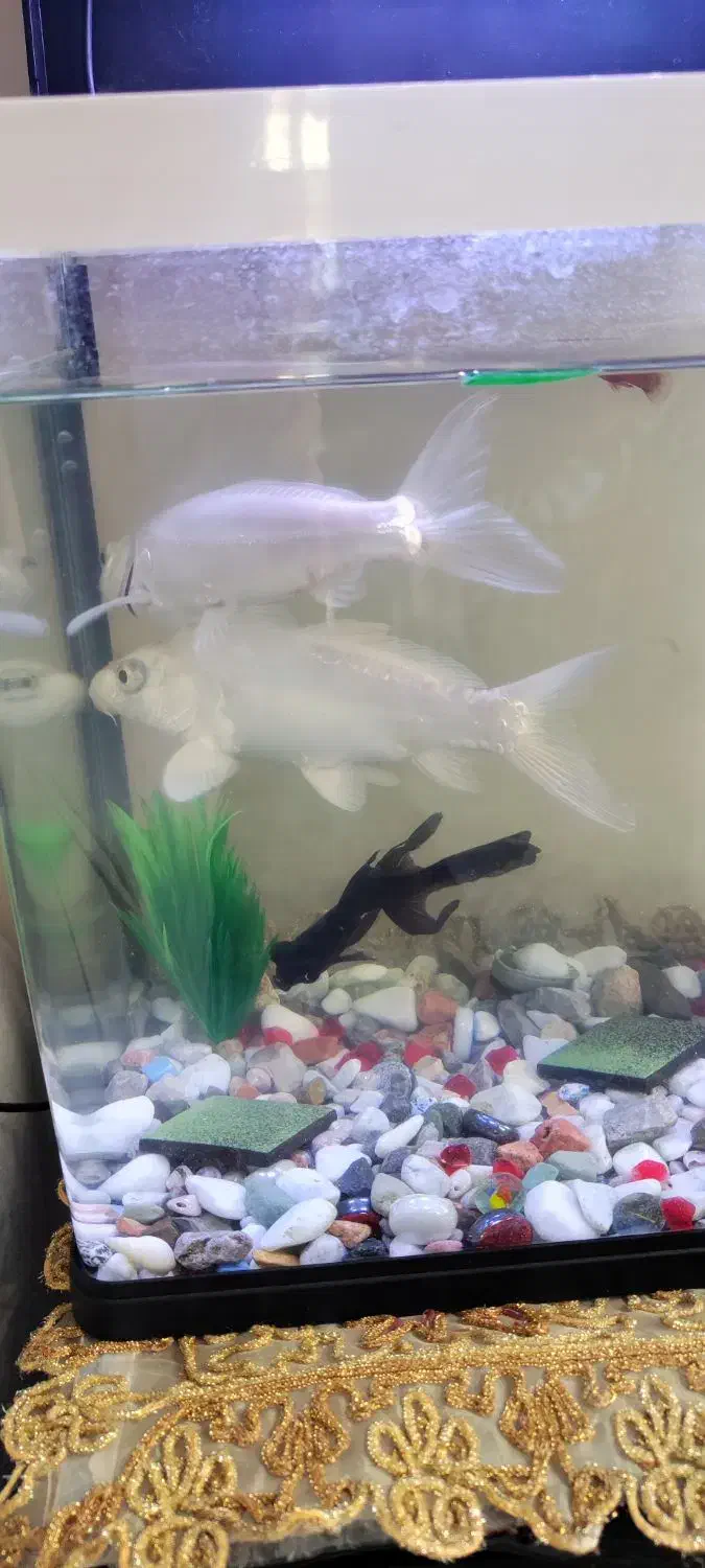 فروش دو عدد ماهی کوی سفید|ماهی|کرمان, |دیوار