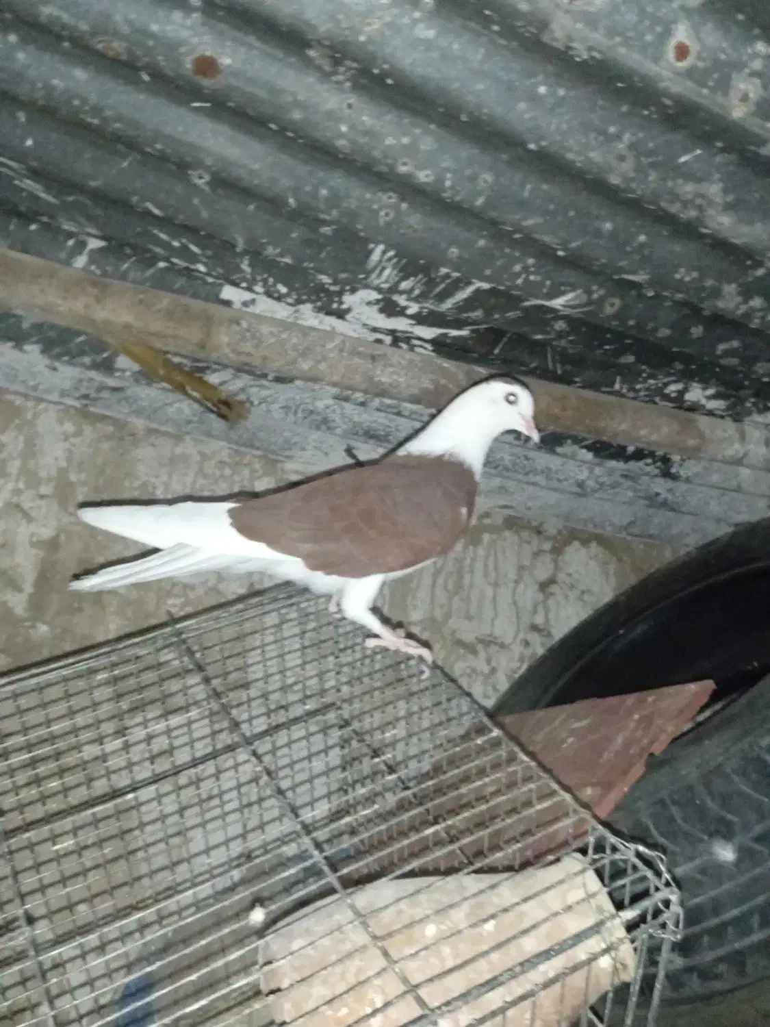 کبوتر شازده|پرنده|جزنیک, |دیوار