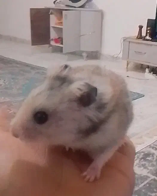 حیوانات همستر|موش و خرگوش|مشهد, حضرت حجت|دیوار