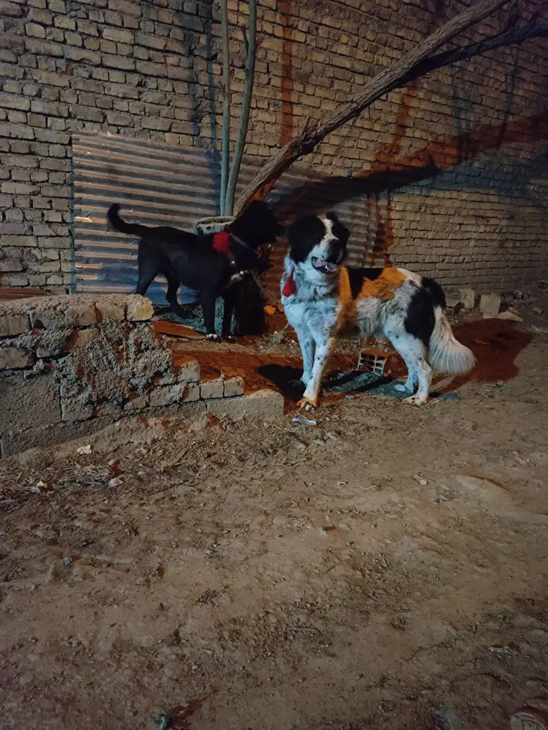 سگ درشت|سگ|ابریشم, |دیوار