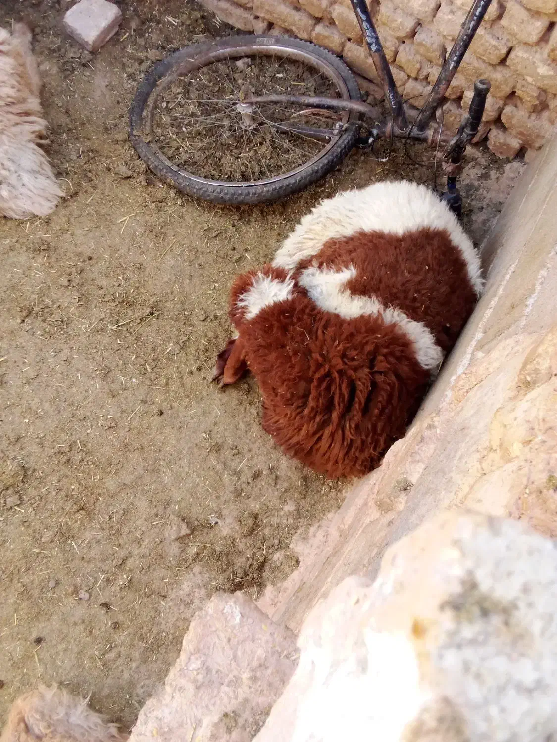 همه بره ها نر بزغاله هم هست|حیوانات مزرعه|اسفراین, |دیوار