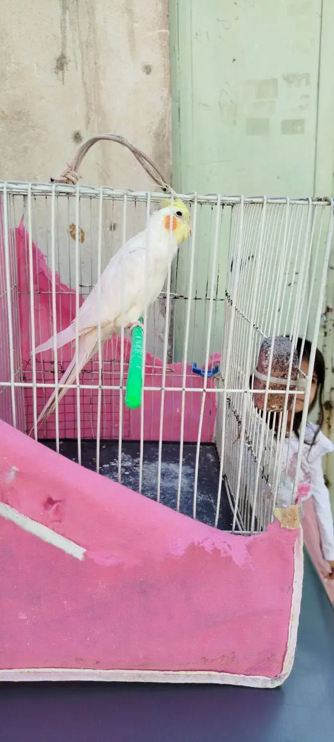 عروس هلندی نر|پرنده|مشهد, شهید قربانی|دیوار