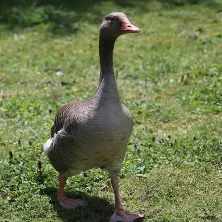 غاز محلی اماده به طبخ|حیوانات مزرعه|تهران, ظفر|دیوار