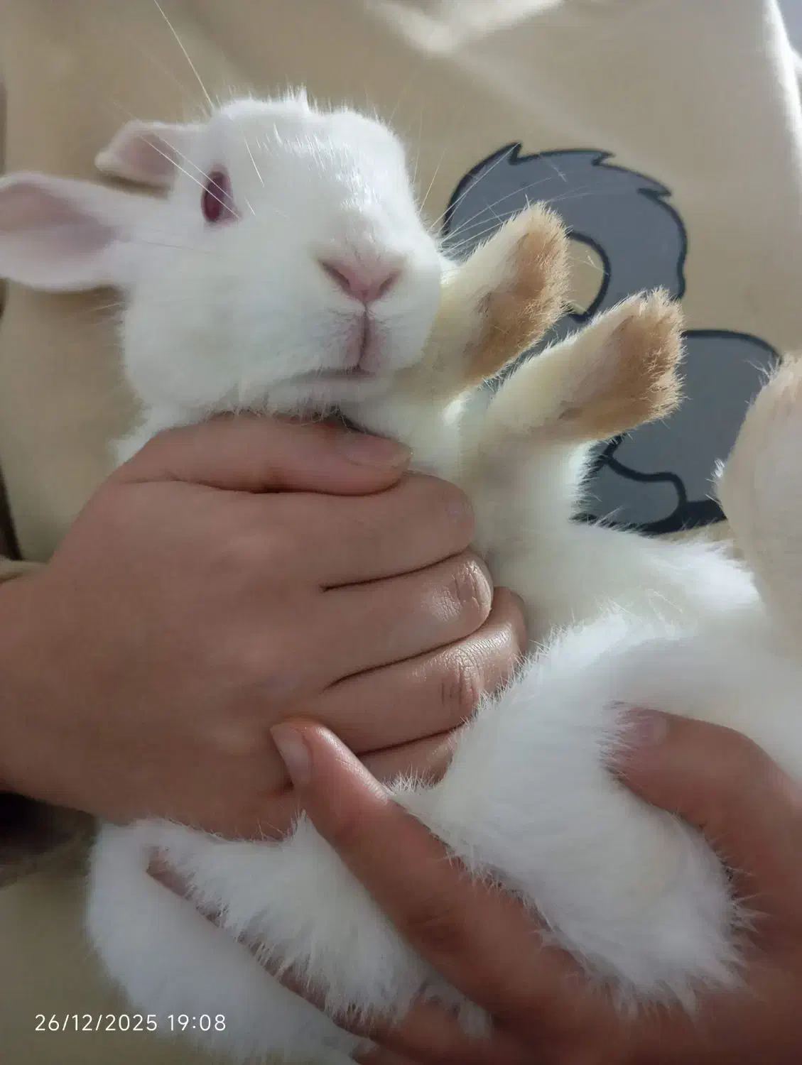 خرگوش|موش و خرگوش|لاهیجان, طالقانی|دیوار