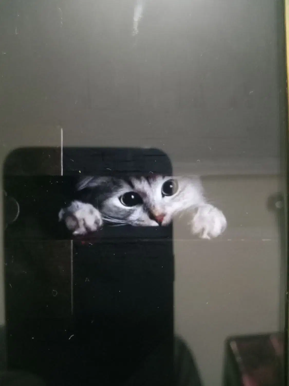 کبوترگمشده|حیوانات|بروجرد, |دیوار