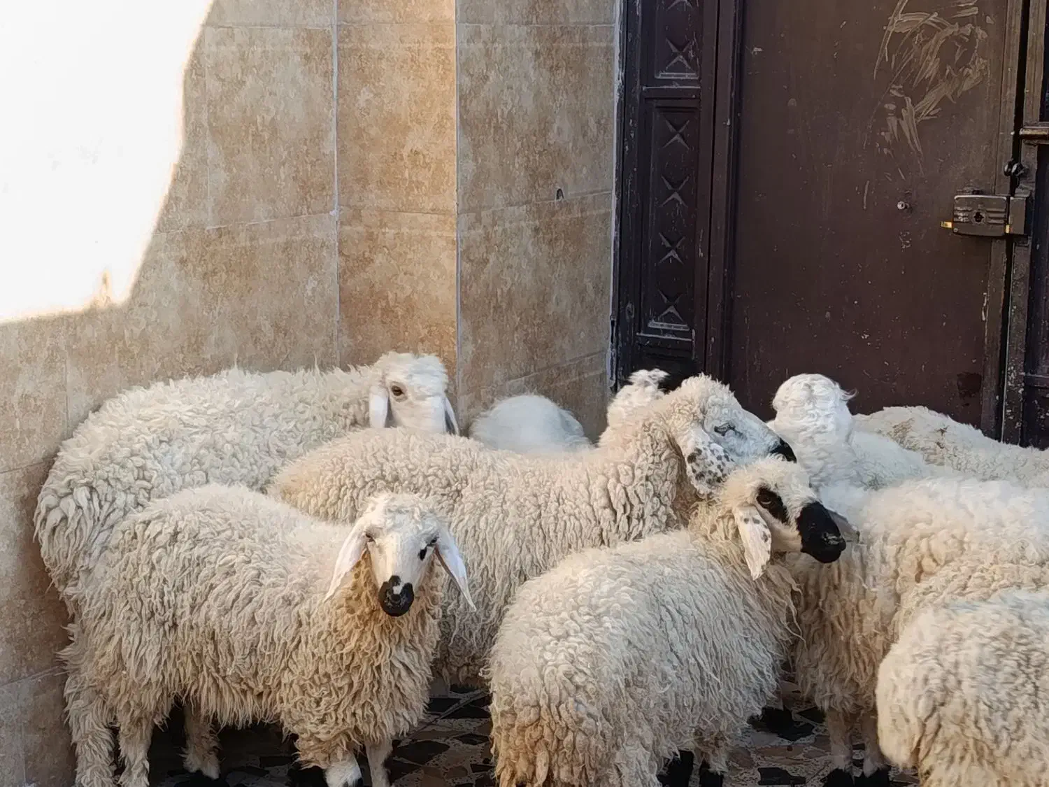 گوسفند نر دمخونگی|حیوانات مزرعه|زاهدان, |دیوار