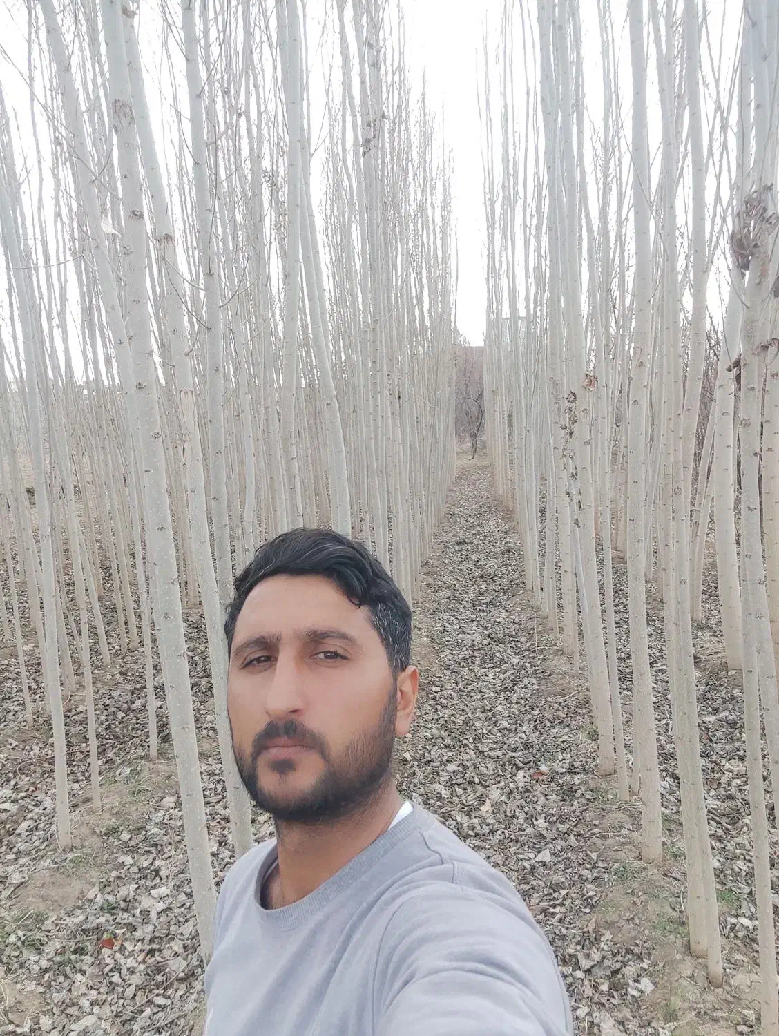 عمده و خرده فروشی|خدمات باغبانی و درختکاری|بروجرد, |دیوار