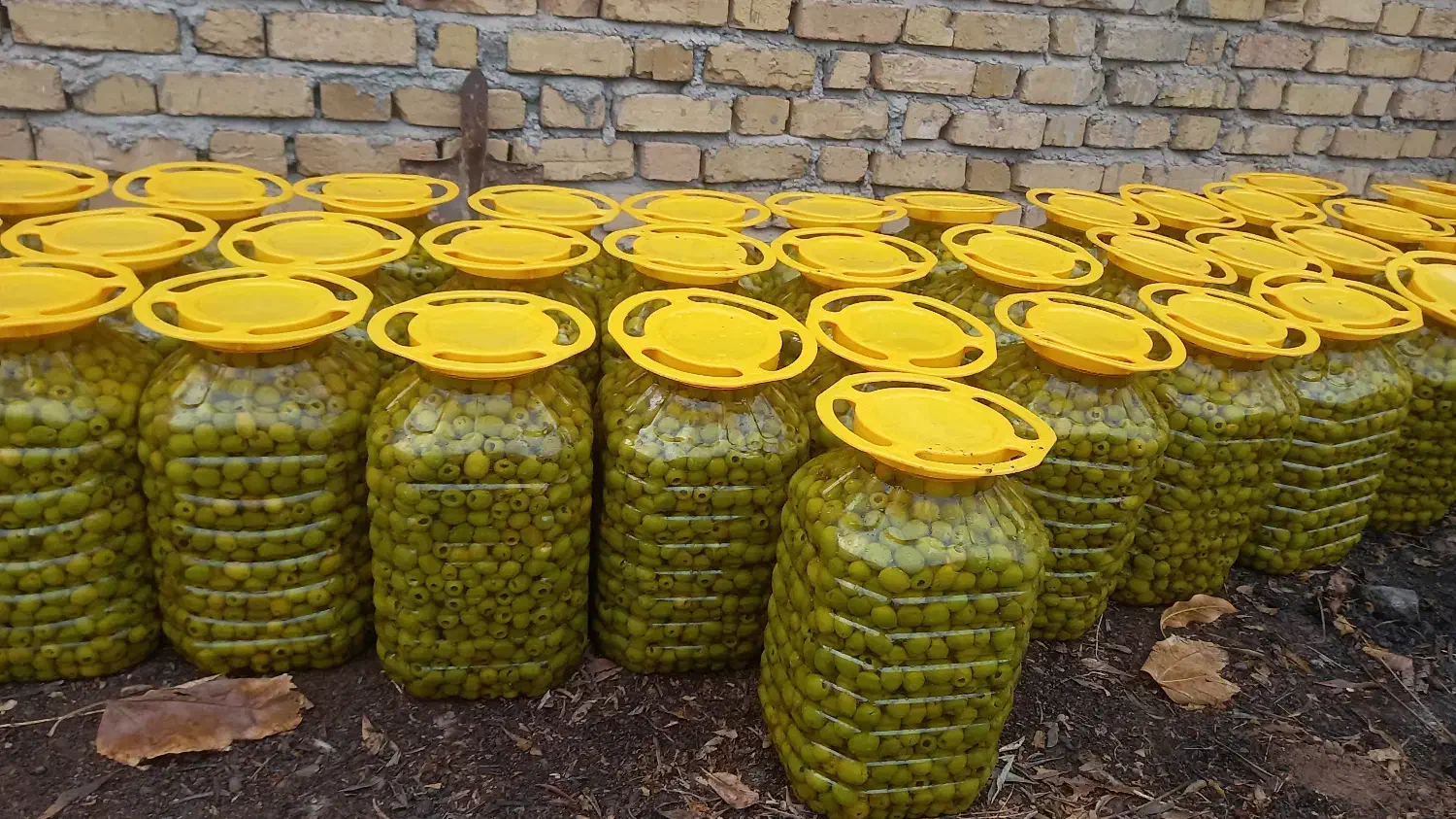 زیتون طارم خرده و عمده|خوردنی و آشامیدنی|رشت, لاکان شهر|دیوار