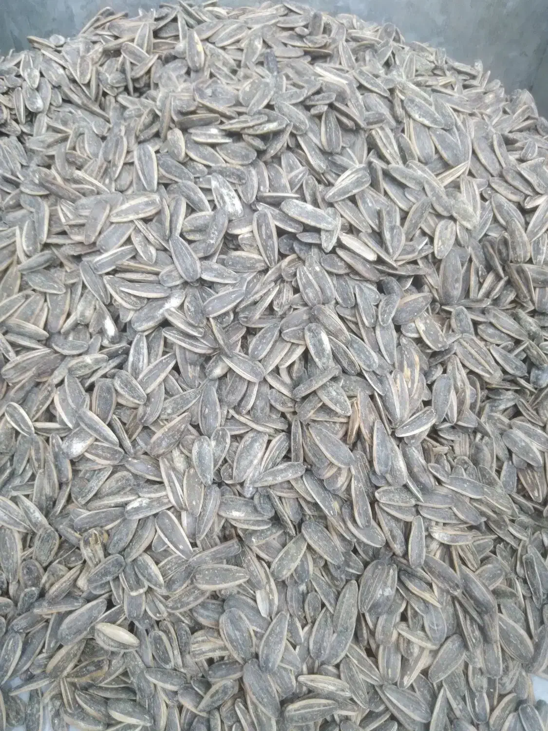 اجیل تخمه سنتی|خوردنی و آشامیدنی|یزد, |دیوار