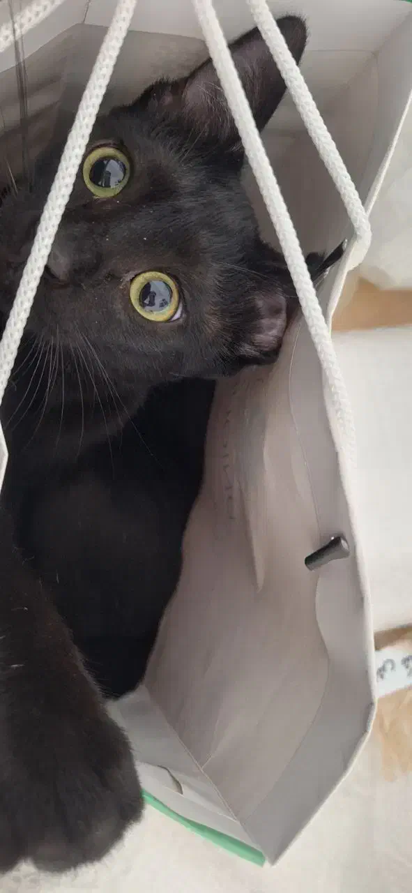 واگذاری بچه گربه سیاه|گربه|محمدیه-قزوین, |دیوار