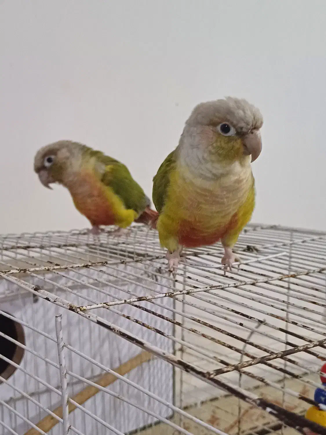 طوطی|پرنده|خرمشهر, |دیوار