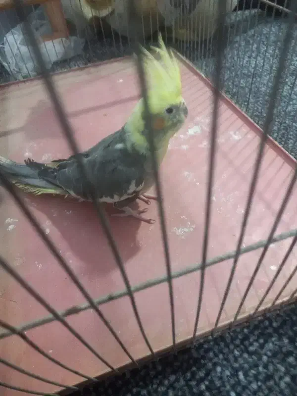 پرنده|پرنده|اهواز, بهارستان|دیوار