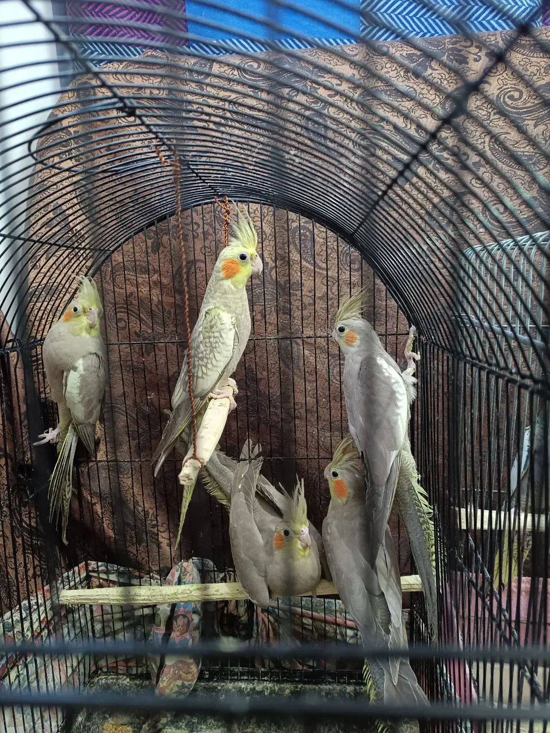 فروش عروس هلندی پنج شیش ماهه|پرنده|تنکابن, |دیوار