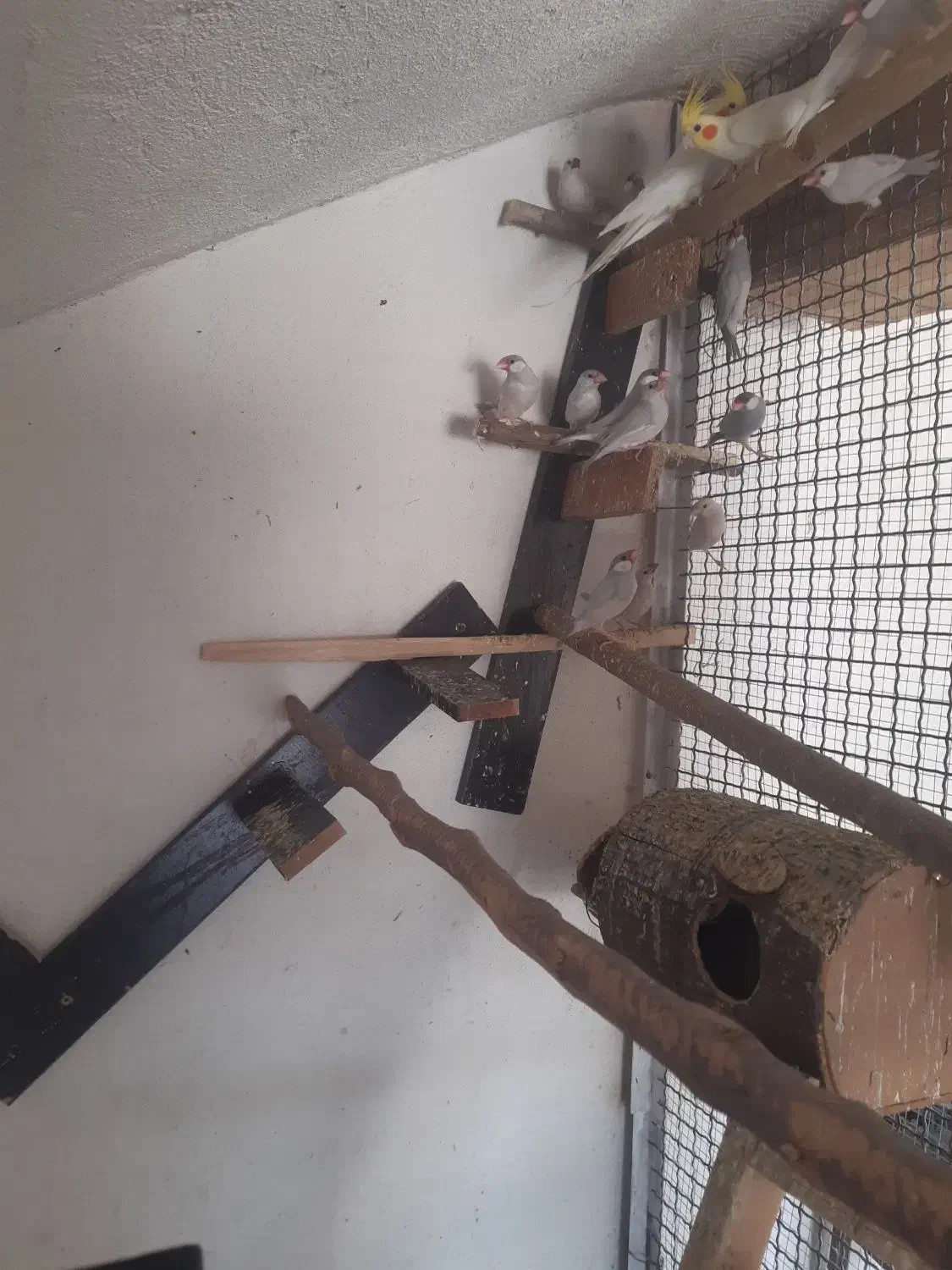 فروش فنچ سیلور با یک جفت عروس هلندی|پرنده|نورآباد ممسنی, |دیوار