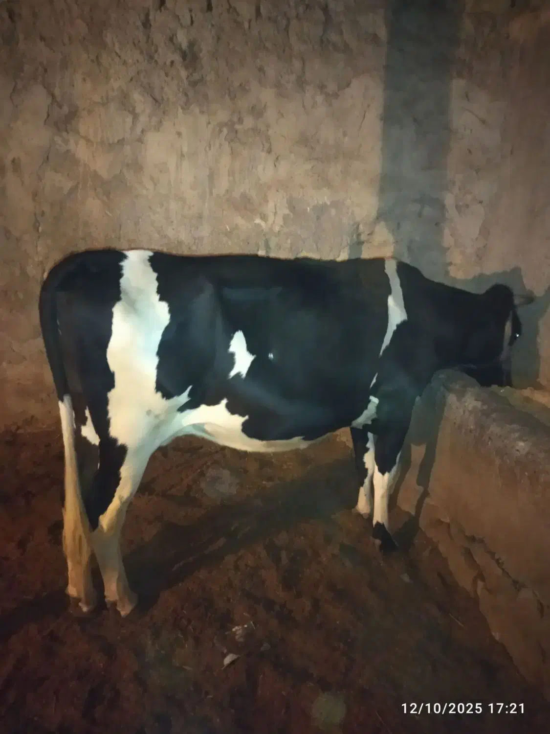 گاو|حیوانات مزرعه|زابل, |دیوار