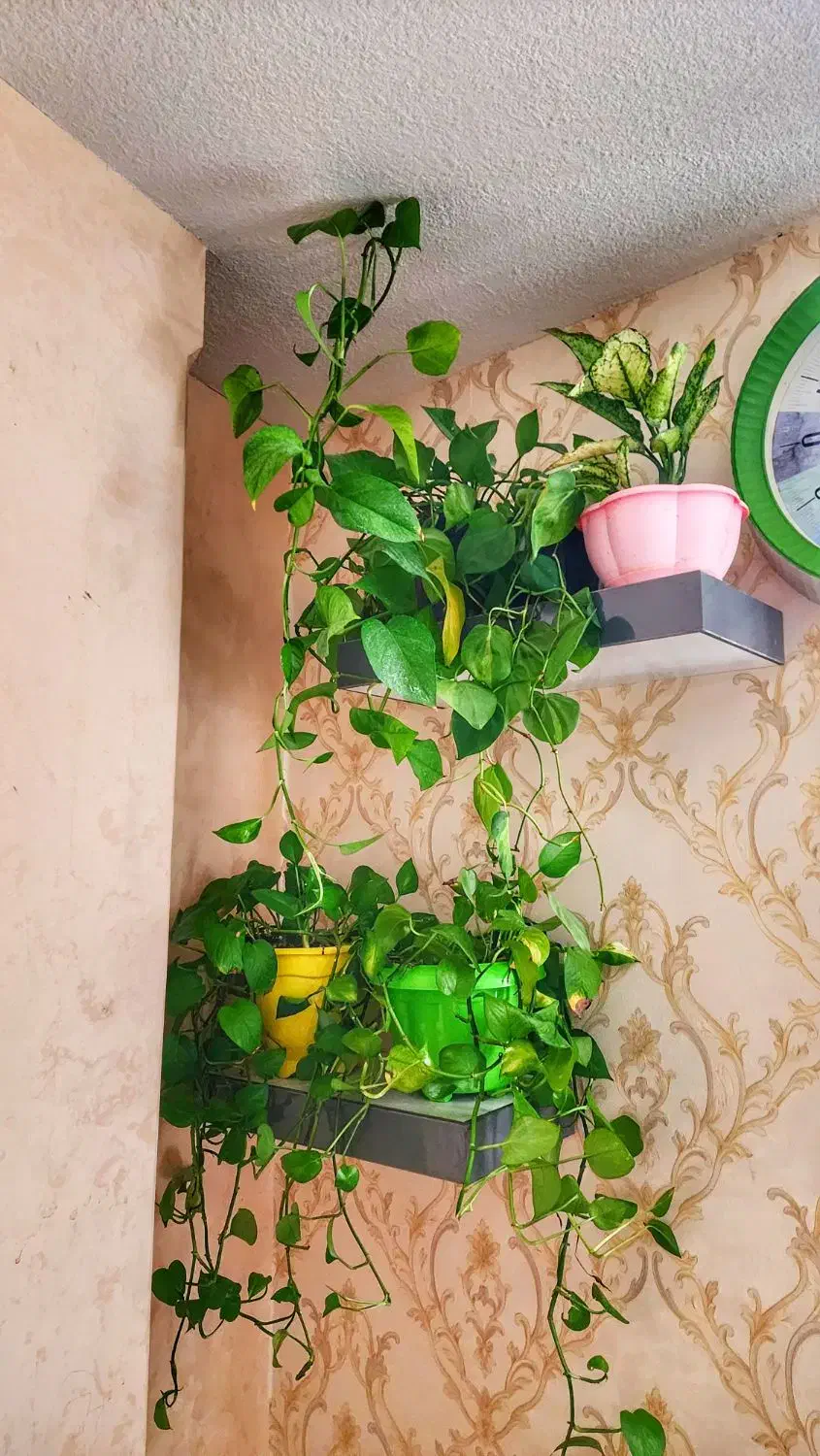 استخدام پرستار کودک و نظافت منزل|استخدام سرایداری و نظافت|بوشهر, |دیوار