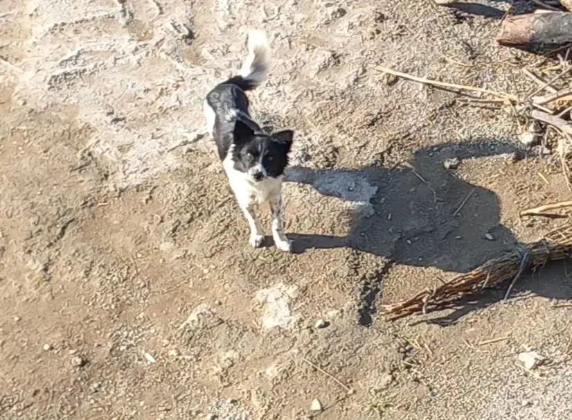 سگ پاکوتا|سگ|گرگان, |دیوار