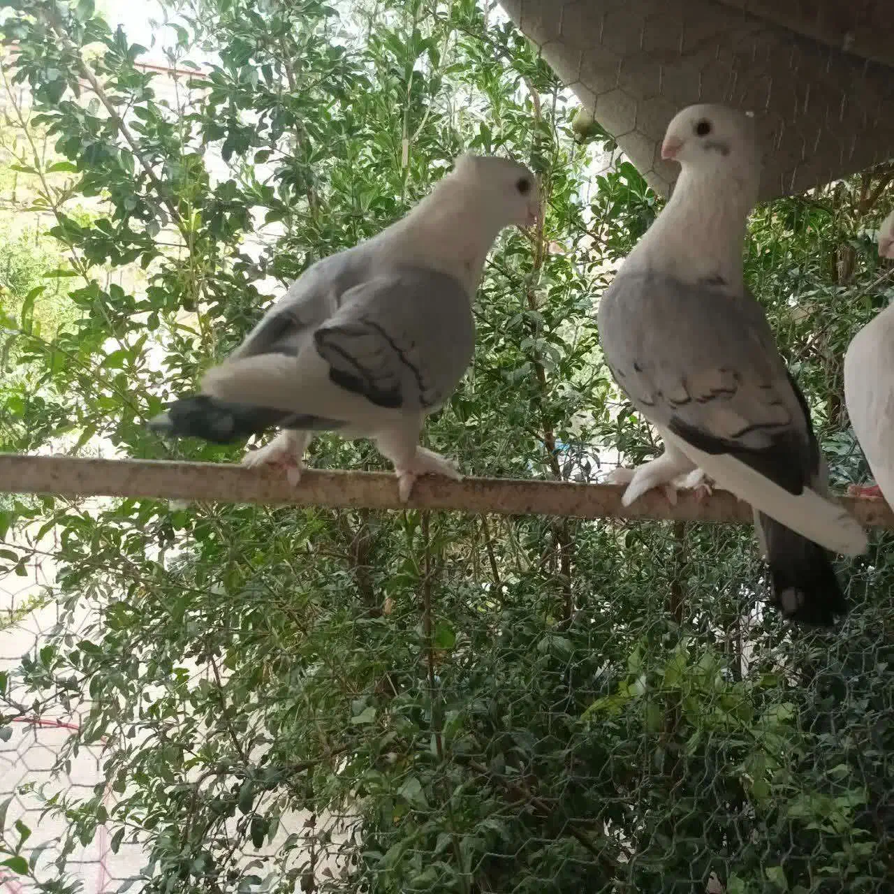 کبوتر بلژیکی بسیار اهلی پر آبی|پرنده|قم, باجک یک|دیوار