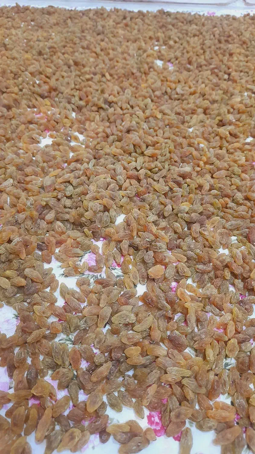 کشمش دودی و آفتابی کاشمر|خوردنی و آشامیدنی|مشهد, کوی المهدی|دیوار