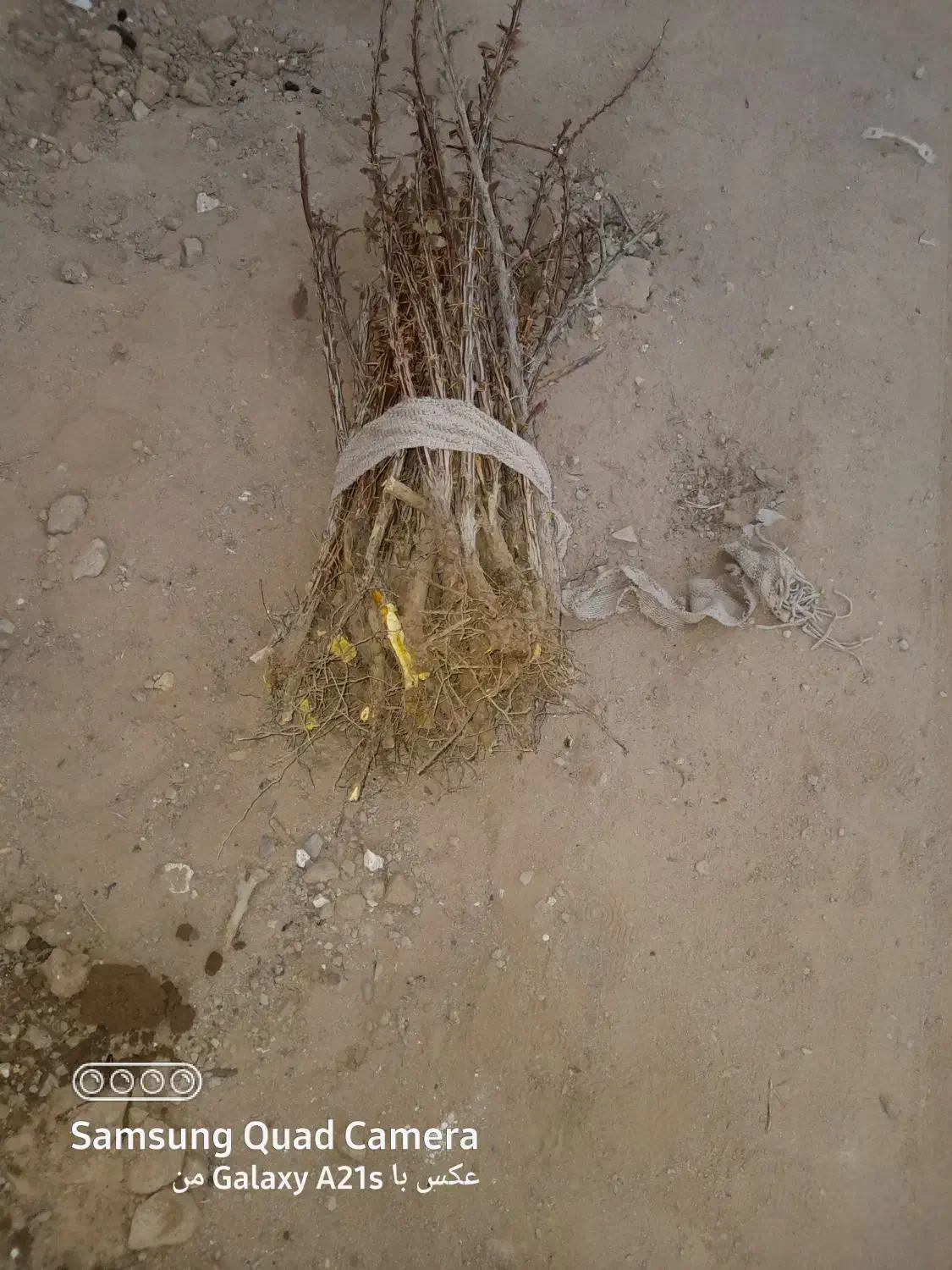 نهال زرشک|گل و گیاه طبیعی|زهان, |دیوار