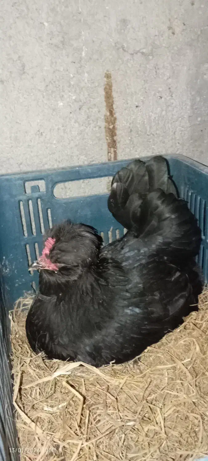 تخم نطفه دارمرغ گلین بدون پرغلط|حیوانات مزرعه|قائم‌شهر, |دیوار