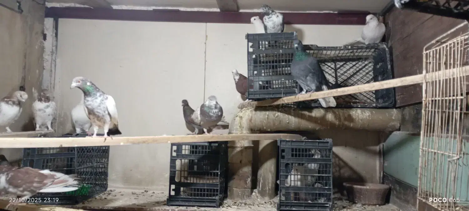 حدود 20عدد کبوتر  پرشی|پرنده|مهاجران, |دیوار