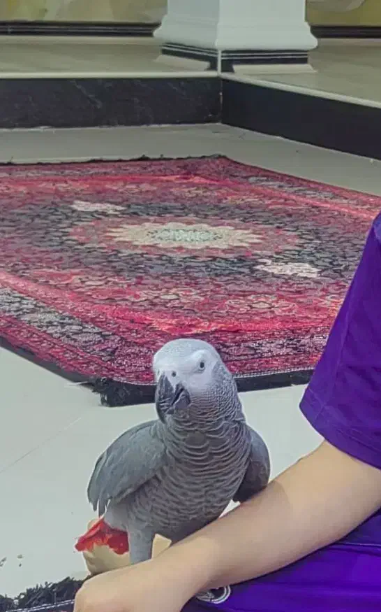 کاسکو سخنگو و دستی و رام|پرنده|جم, |دیوار