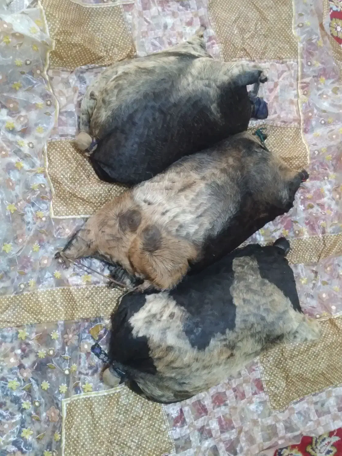 هیز جاروغن  چندتاموجوده|ظروف نگهدارنده، پلاستیکی، یک‌بارمصرف|اندیمشک, |دیوار